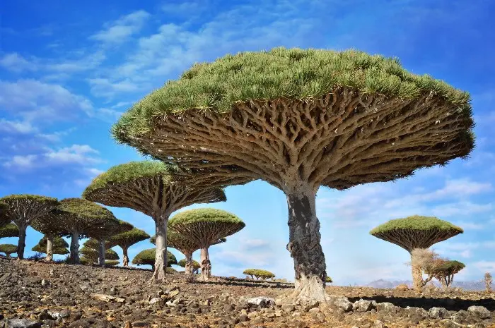 Socotra Yemen, The Alien-Like Island of Natural Wonders